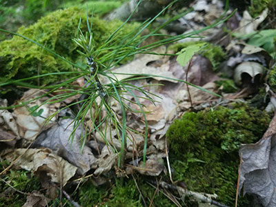 White Pine Seedling