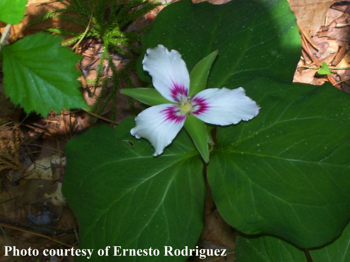 Trillium