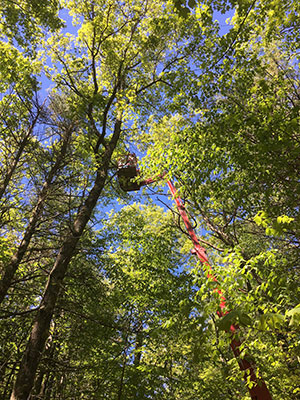 [Taking twig samples in tree canopy. Photo by Johnny Buck]