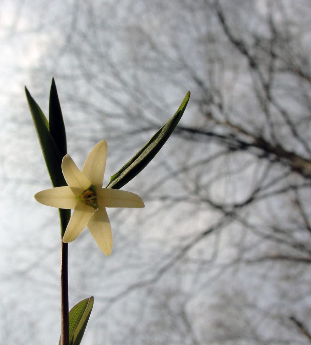 Wild oat flower