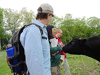 [A curious cow called Juncus(also named after the grass) greeting Alina, Jerilyn Calaor and Mentor, Martha Hoopes. Photo by Jenny Hobson]