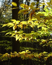 American chestnut